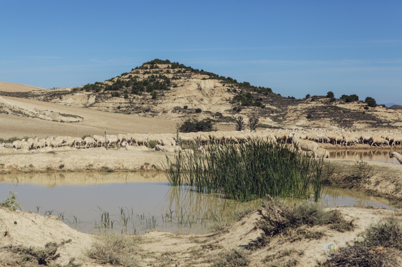 Van trip en Espagne : le désert des Bardenas