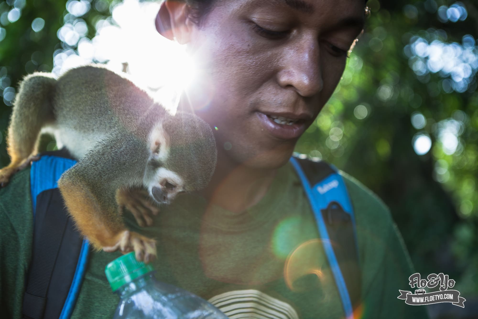 Voir des singes Saïmiri à l'ilet la mére en Guyane