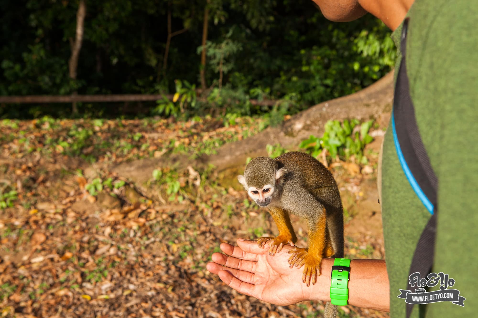 Voir des singes Saïmiri à l'ilet la mére en Guyane