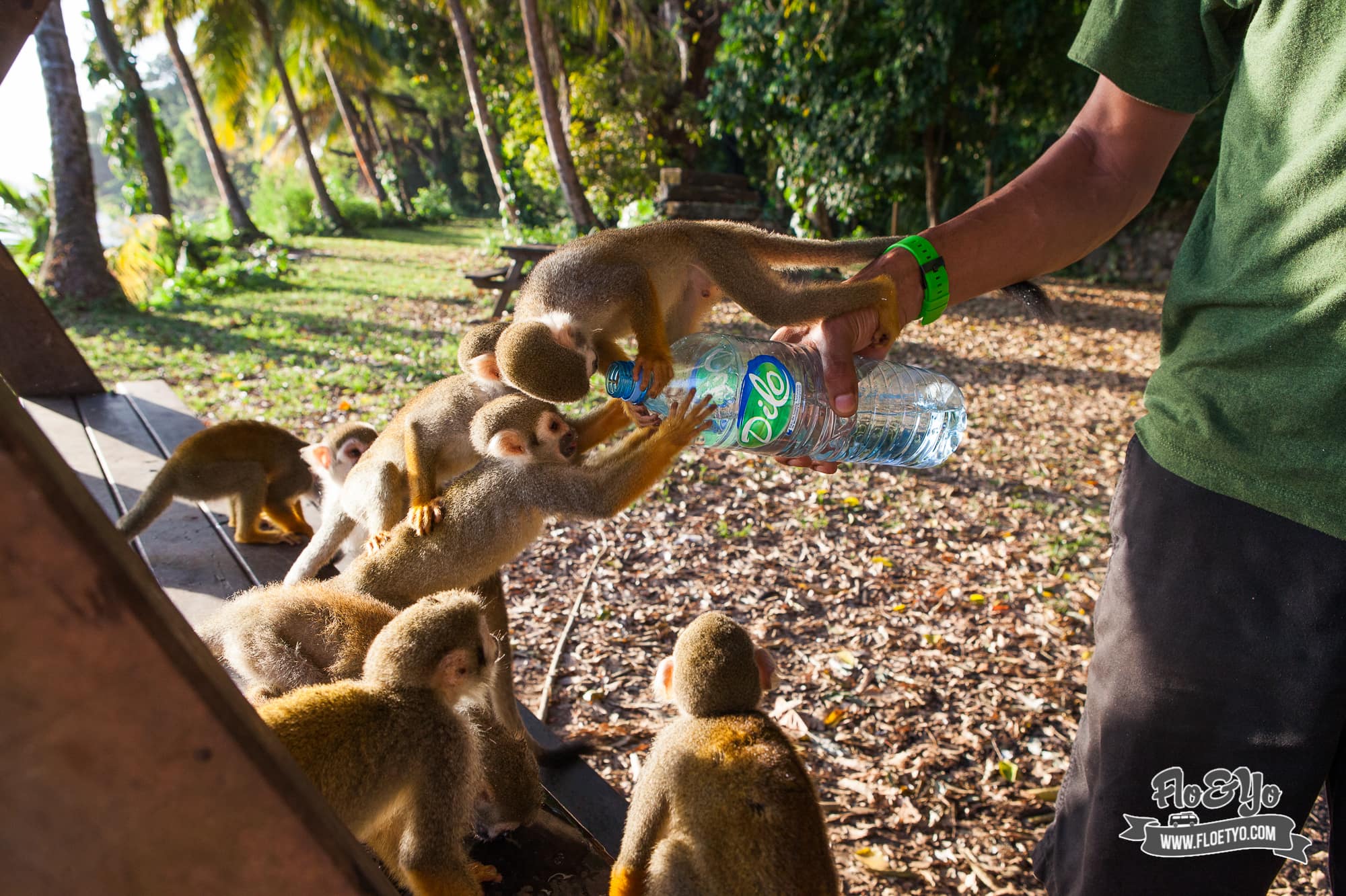 Voir des singes Saïmiri à l'ilet la mère en Guyane