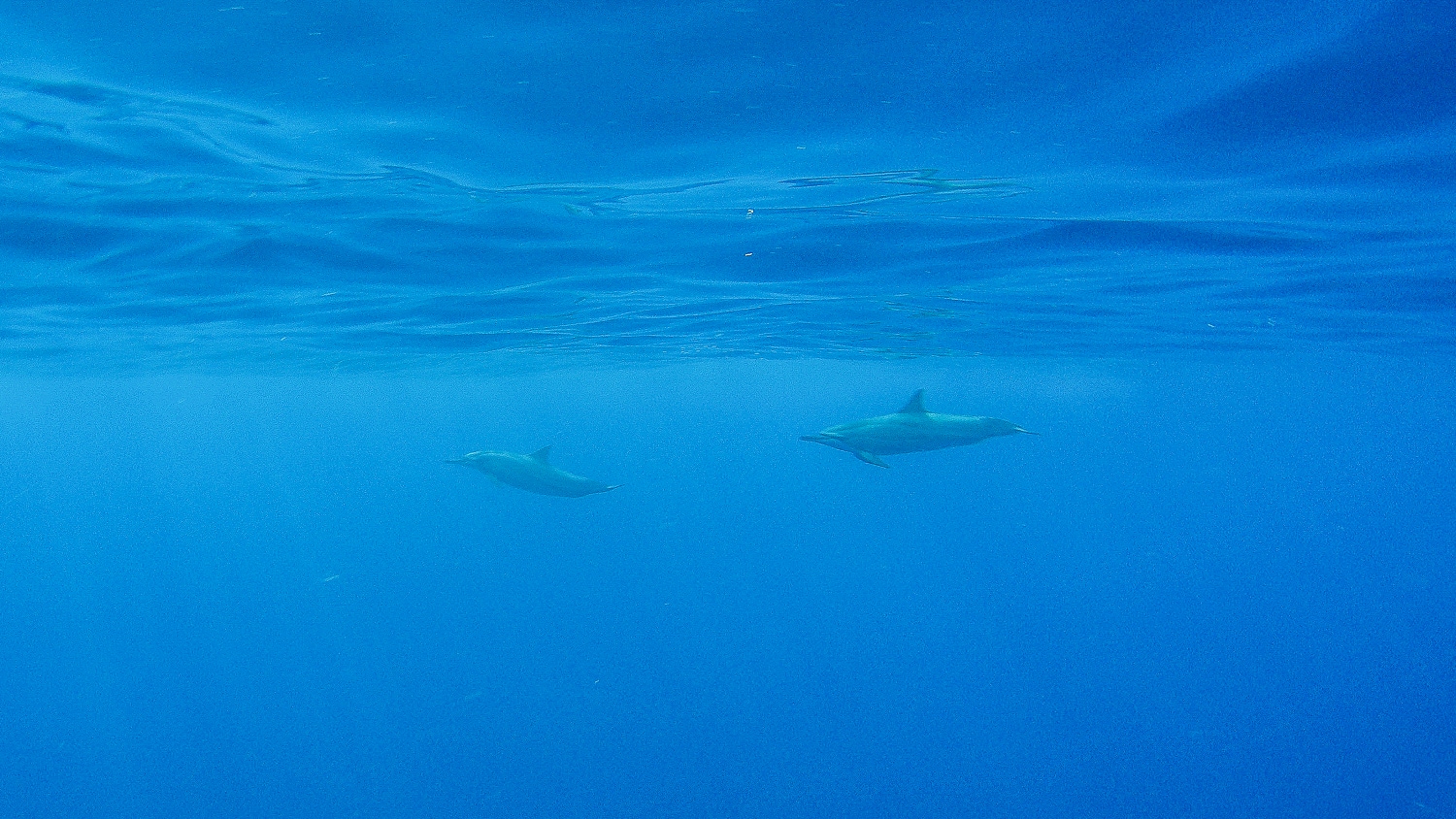Nager avec les baleines et les dauphins à l'ile de la Réunion