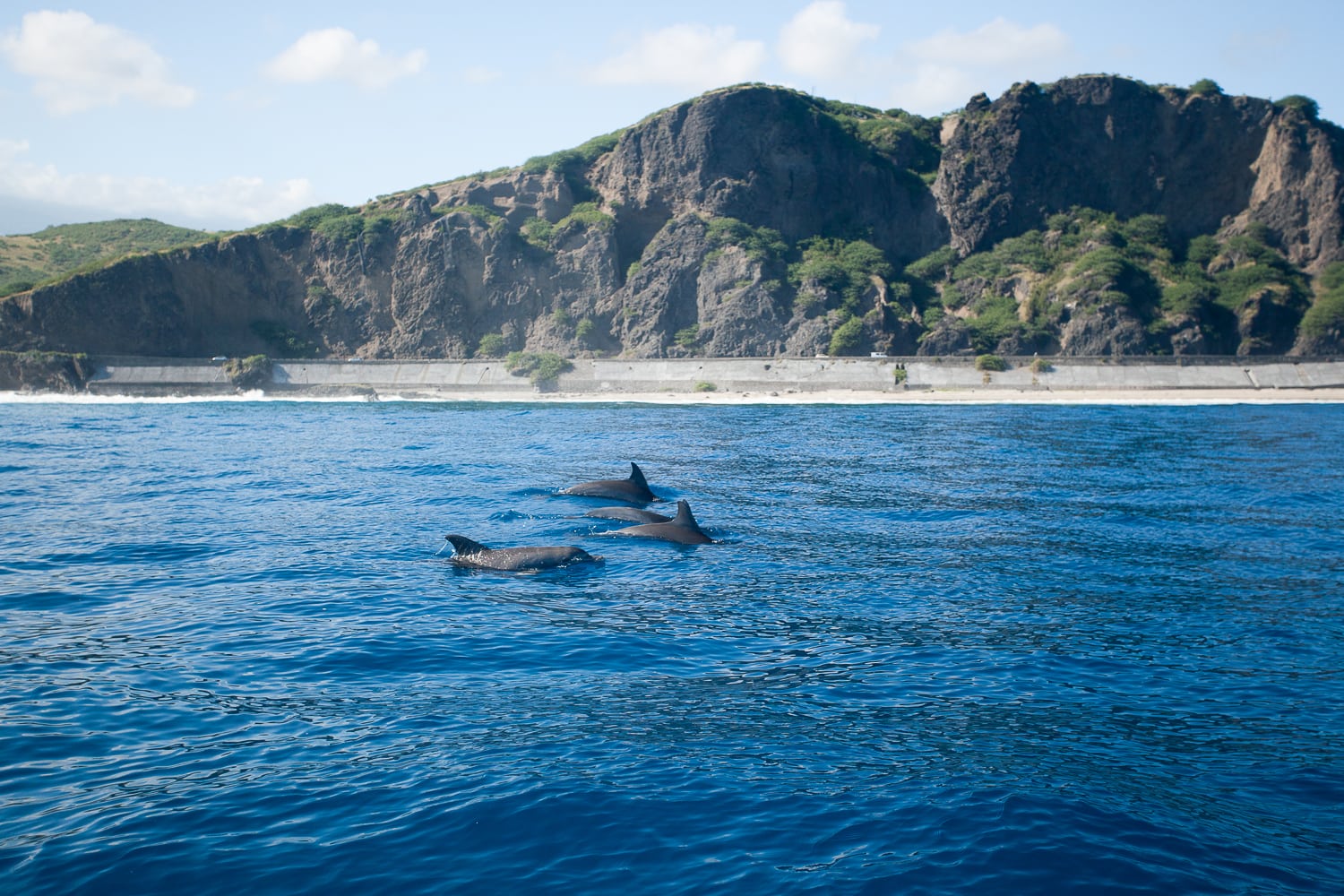 Nager avec les baleines et les dauphins à l'ile de la Réunion